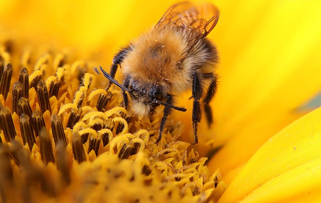 animals, nature, insect, hummel, macro-close-up