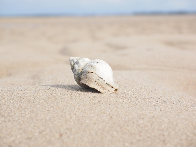 snail, whelk, shell, buccinum undatum, snail shell, horn snail, animal, buccinidae, buccinum, shellfish, sand, coast, nature, closeup, shell, shell, shell, shell, shell, sand