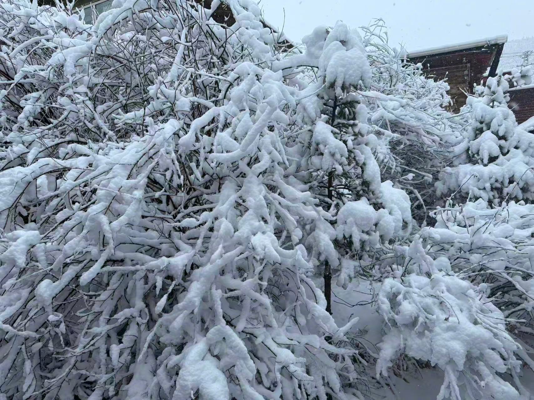 身处洁白的雪域，心系远行的游子，为你们祈福，愿你们平安健康。无论走得多远——莫舍正法甘露，莫忘利他之...